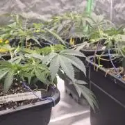 Gabis Grow #4