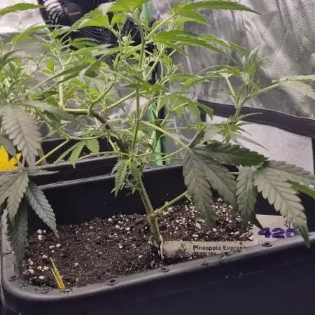 Gabis Grow #4