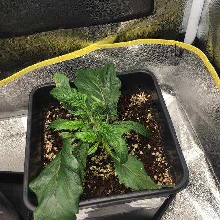 black zushi and white runtz