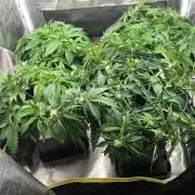 black zushi and white runtz