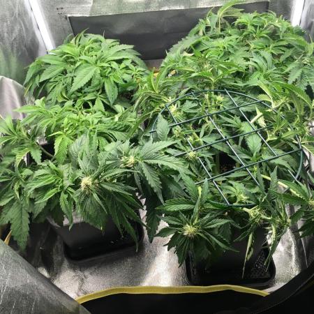 black zushi and white runtz