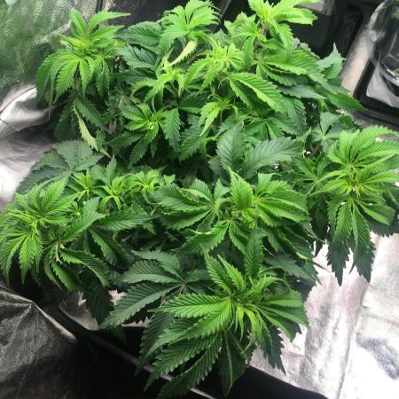 black zushi and white runtz