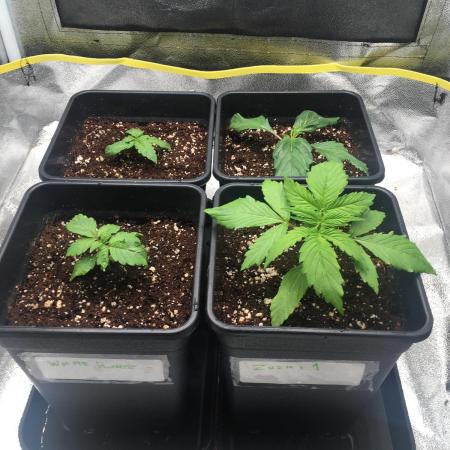 black zushi and white runtz