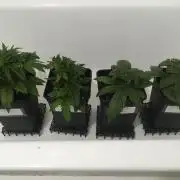 black zushi and white runtz