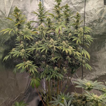Bubba Kush S1