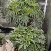 Bubba Kush S1