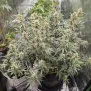 Autoflower- Cereal Milk and White Runtz