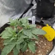 Bubba Kush S1