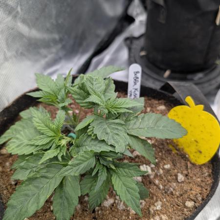 Bubba Kush S1