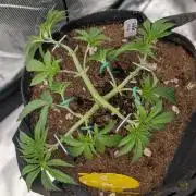 Bubba Kush S1