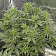 Autoflower- Cereal Milk and White Runtz
