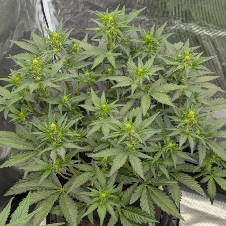 Autoflower- Cereal Milk and White Runtz
