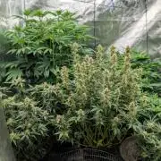 Bubba Kush S1