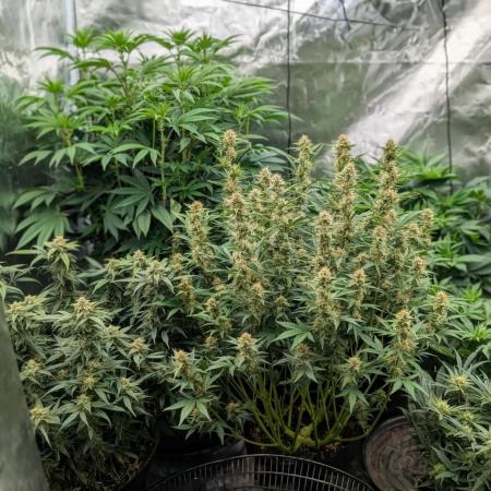 Bubba Kush S1