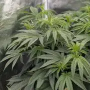 Bubba Kush S1