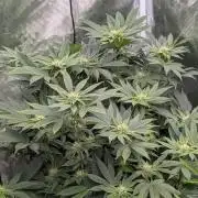 Bubba Kush S1