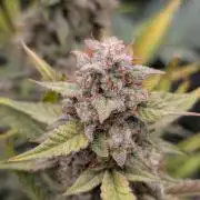 Autoflower- Cereal Milk and White Runtz