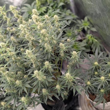 Autoflower- Cereal Milk and White Runtz