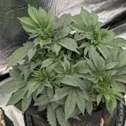 Bubba Kush S1