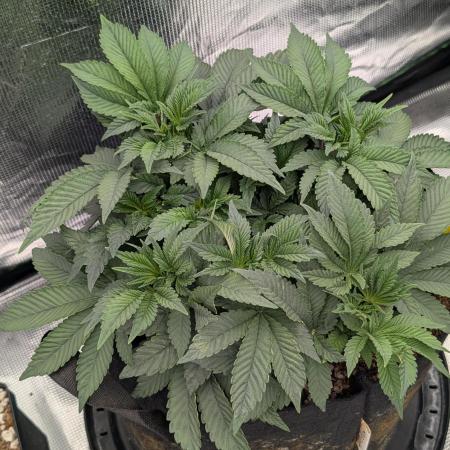 Bubba Kush S1
