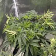 Bubba Kush S1