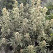 Autoflower- Cereal Milk and White Runtz