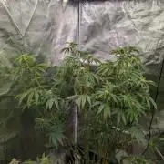 Bubba Kush S1