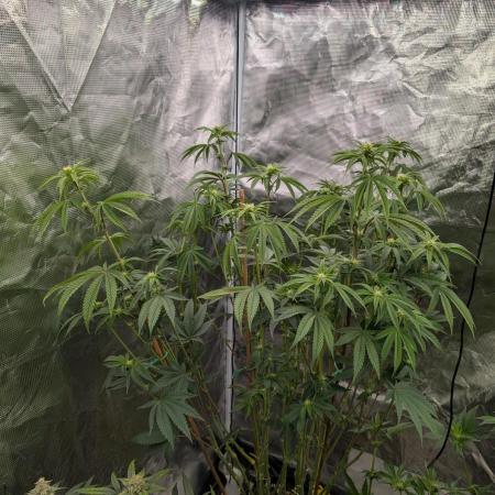 Bubba Kush S1