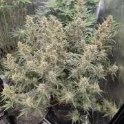 Autoflower- Cereal Milk and White Runtz