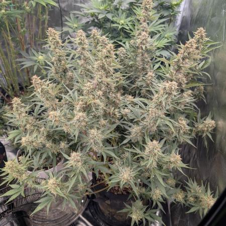Autoflower- Cereal Milk and White Runtz