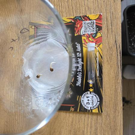 Diablo delight xxl auto