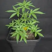 Glue Gelato auto