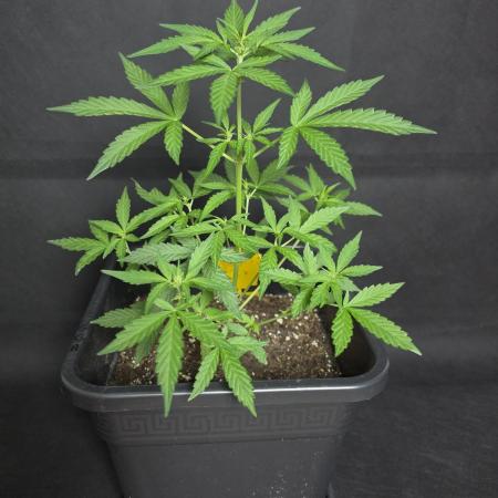 Glue Gelato auto