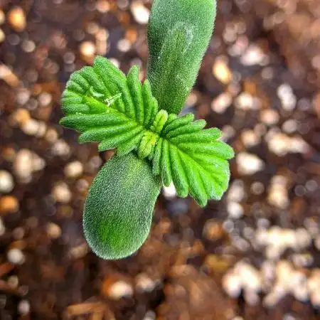 Diablo delight xxl auto