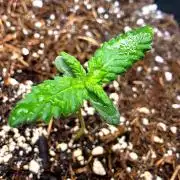 Purple lemonade auto