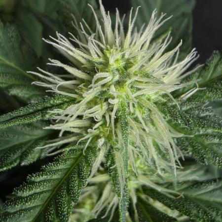 Diablo delight xxl auto