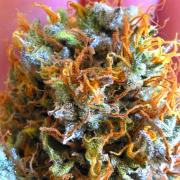 Sticky Brokoli 06