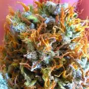 Sticky Brokoli 06