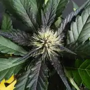 Purple lemonade auto
