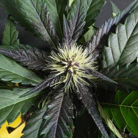 Purple lemonade auto