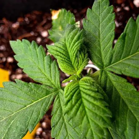Purple lemonade auto