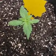 Diablo delight xxl auto