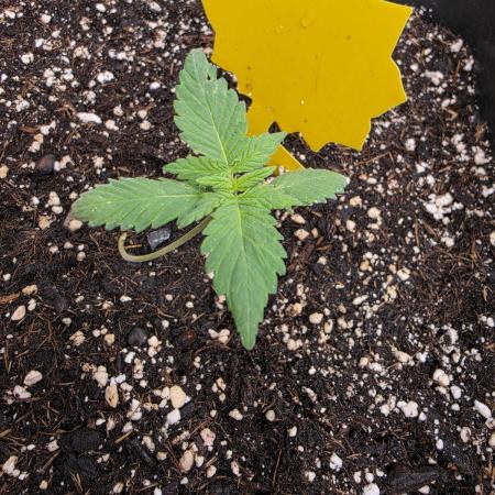 Diablo delight xxl auto