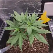 Purple lemonade auto