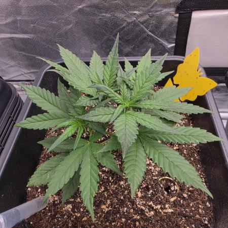 Purple lemonade auto