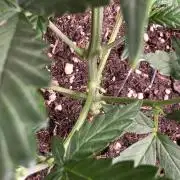 Glue Gelato auto
