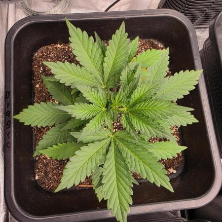 Diablo delight xxl auto