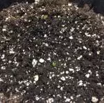 Mephisto Genetics Northern Cheese Haze
