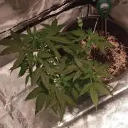 GrowDiary #1 ( Autoflowers )