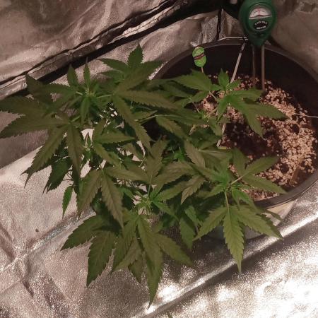 GrowDiary #1 ( Autoflowers )